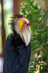 Close up of a male Rhyticeros undulatus bird, The wreathed hornbill is perching on a tree in Borneo forest
