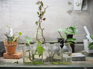 house interior decoration plants in glass pots