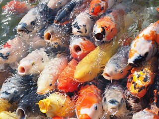 Obraz na płótnie Canvas crowded carp in the lake