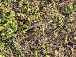 European green lizard, Lacerta viridis, hiding in the grass, Romania
