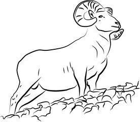 Vector sketch of a big horn sheep, Sheep illustration.