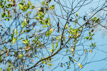 Dodonaea viscosa, also known as the broadleaf hopbush, is a species of flowering plant in the Dodonaea, Diamond Head Crater Trail. Honolulu, Oahu, Hawaii. 