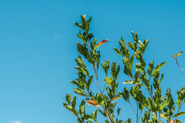 Dodonaea viscosa, also known as the broadleaf hopbush, is a species of flowering plant in the...