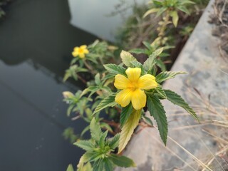 Damiana is a plant that can be used to treat headaches, bedwetting, depression, nervous stomach,...