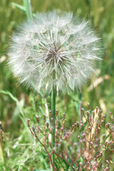 closeup of a dandelion natural healing plant beneficial to health