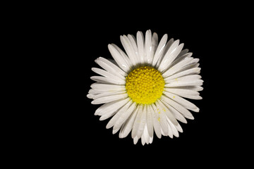 close-up of a daisy with dewdrops isolated on black background
