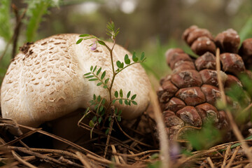 close-up plan of a Macrolepiota procera mushroom in a pine forest next to a pine cone