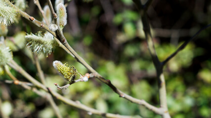 bee pollinating an almond blossom with blue sky in the background