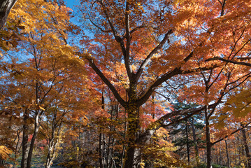 黄葉広がる大沼湖畔の秋