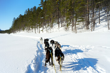 Sibirische Husky Schlittenhunde in Alta Norwegen im Winter