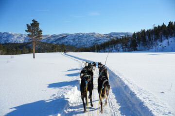 Sibirische Husky Schlittenhunde in Alta Norwegen im Winter