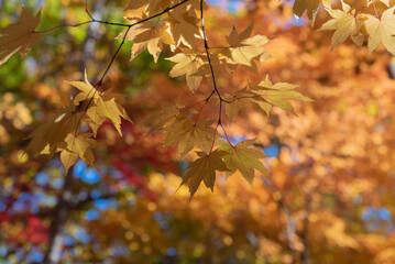 黄葉広がる大沼湖畔の秋