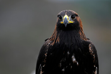 young Golden eagle // junger Steinadler (Aquila chrysaetos)