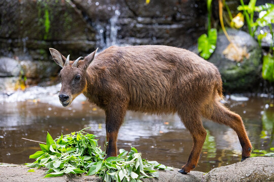 Taiwan serow in the zoo park