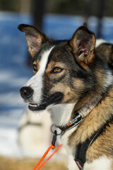 Sibirische Husky Schlittenhunde in Alta Norwegen im Winter