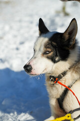 Sibirische Husky Schlittenhunde in Alta Norwegen im Winter