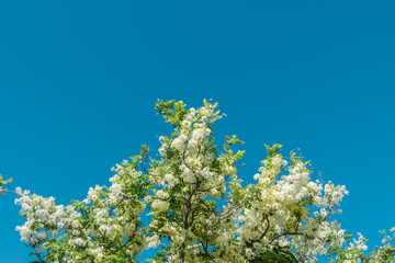 Cassia x neliae, Rainbow Shower Tree 'Queen's Hospital White',Cassia javanica and Cassia fistula, Kapiʻolani Community College Parking lot, Honolulu, Oahu, Hawaii