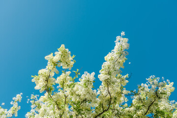 Cassia x neliae, Rainbow Shower Tree 'Queen's Hospital White',Cassia javanica and Cassia fistula, Kapiʻolani Community College Parking lot, Honolulu, Oahu, Hawaii