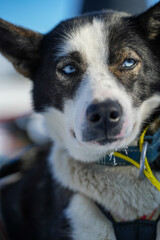 Sibirische Husky Schlittenhunde in Alta Norwegen im Winter