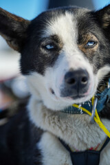 Sibirische Husky Schlittenhunde in Alta Norwegen im Winter