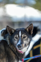 Sibirische Husky Schlittenhunde in Alta Norwegen im Winter