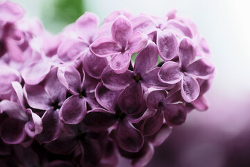 Beautiful purple lilac flowers outdoors, closeup. Floral background