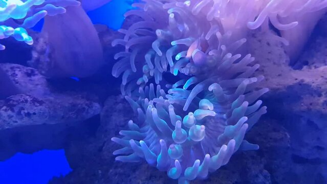 Clownfish with anemone