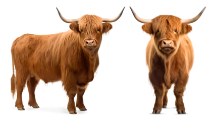 Papier Peint photo Highlander écossais Highland cattle isolated on transparent background, png
