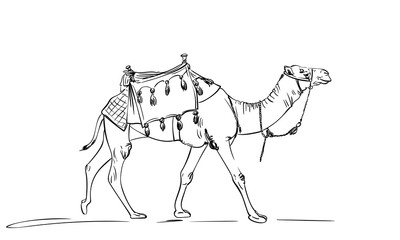Walking camel with a saddle on a hump, linear sketch, Desert animal hand drawn illustration