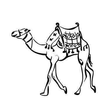 Sketch of walking camel with saddle, Desert animal hand drawn illustration simple doodle