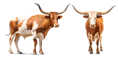 Texas Longhorn cattle isolated on transparent background, png