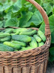 a basket of fresh cucumbers. organic vegetables
