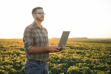 Farmer in soybean fields. Growth, outdoor.