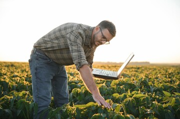 Agronomist inspecting soya bean crops growing in the farm field. Agriculture production concept. young agronomist examines soybean crop on field in summer. Farmer on soybean field