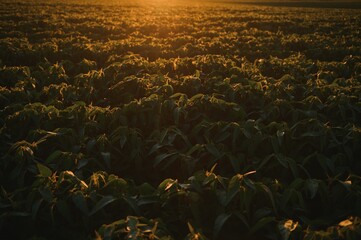 Obraz premium Soybean Field Rows in sunset