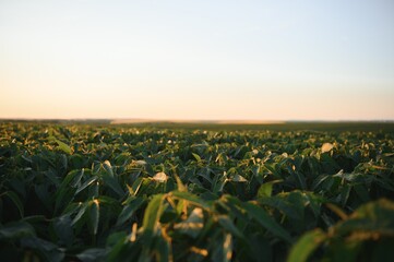 Soy field and soy plants in early morning light. Soy agriculture