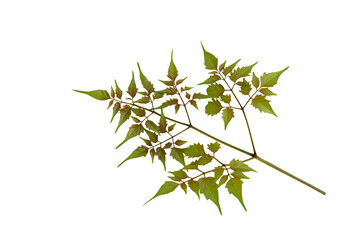 Isolated image of leaf on png file at transparent background.