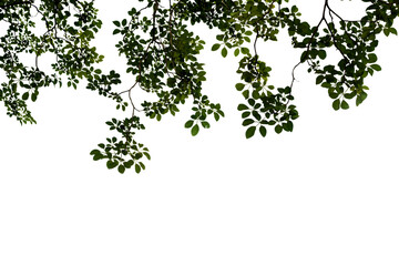 Obraz na płótnie Canvas Isolated image of a branch with leaves of a large tree on a transparent background png file.
