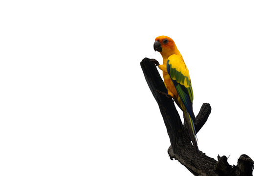 Close-up isolated image of a parrot perched on a dry branch on a png file at transparent background.