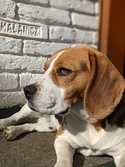 beagle dog looking up