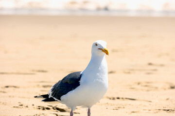seagull on the beach
