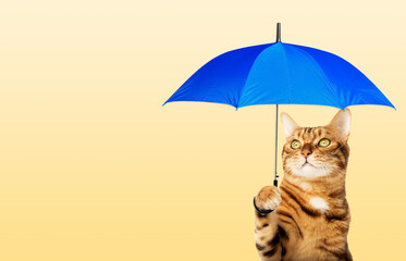 Red Bengal cat with a colorful umbrella on a yellow background.