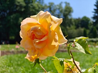 Roses From Rose Valley In National Park Kislovodsk