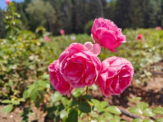 Roses From Rose Valley In National Park Kislovodsk