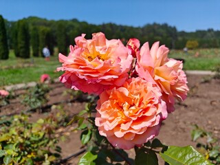 Roses From Rose Valley In National Park Kislovodsk
