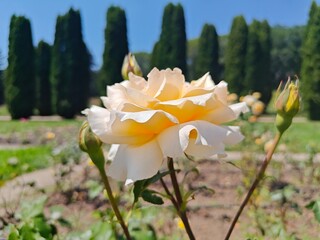 Roses From Rose Valley In National Park Kislovodsk