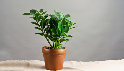 Green flower houseplant zamiokulkas or dollar tree growing in clay brown pot standing on natural fabric isolated on white background, copyspace