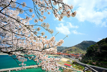 島根町の桜