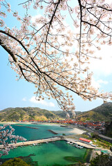 島根町の桜