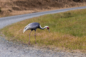 Wild Sandhill crane walking on countryside road